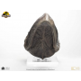 495€ Jurassic Park Estatua T-Rex Foot Claw 28 cm