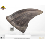 495€ Jurassic Park Estatua T-Rex Foot Claw 28 cm