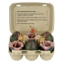 39€ Aliens Pack de 6 Accesorios Carton of Alien Eggs (40th Anniversary)