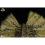 2599€ Parque Jurásico Maquette 1/3 Dilophosaurus 62 cm